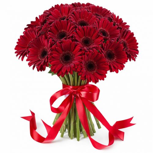 Гербера красная