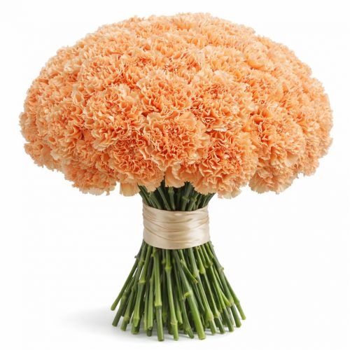 Гвоздика кремовая