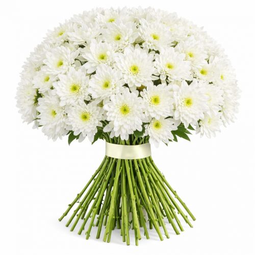 Хризантема кустовая белая