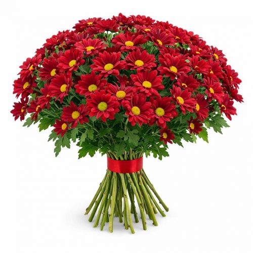 Хризантема кустовая красная