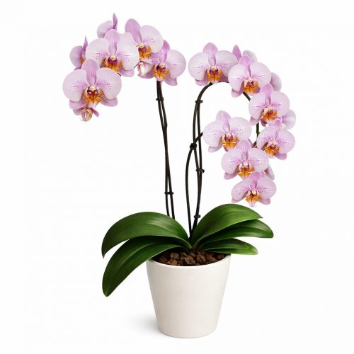 Орхидея в горшке «Фаленопсис розовый»