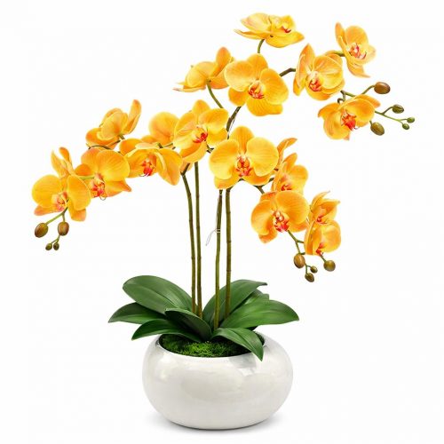 Орхидея в горшке «Темно-желтая»